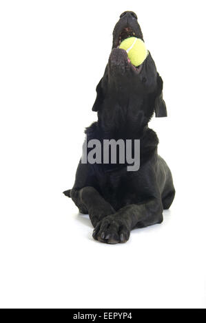 Black Labrador laying down playing with a tennis ball Stock Photo
