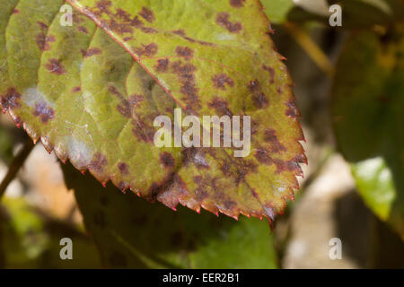 Rose leaf with blackspot infection Stock Photo