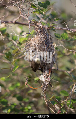 Female purple-rumped sunbird (Leptocoma zeylonica) on nest Stock Photo