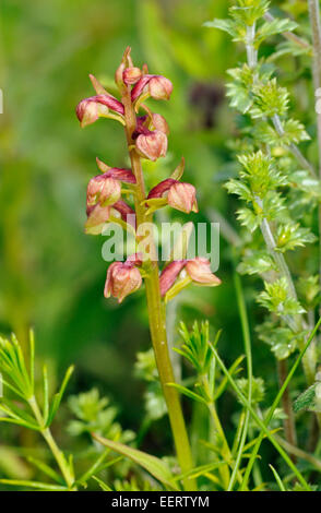 Frog Orchid - Dactylorhiza viride Growing on Machair, Outer Hebrides Stock Photo