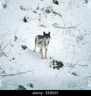 Gray Wolf (Canis lupus) on the snow Stock Photo