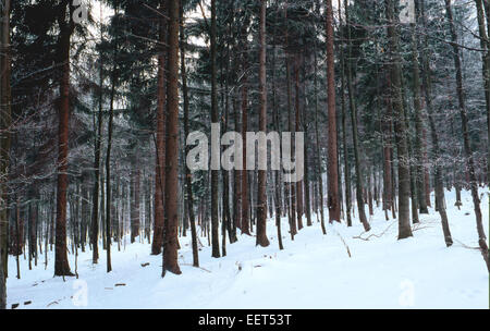Forest of Deciduous plants and Norway Spruce (Picea abies) under the snow- Bayerischer wald Stock Photo