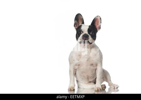 French bulldog isolated on white Stock Photo