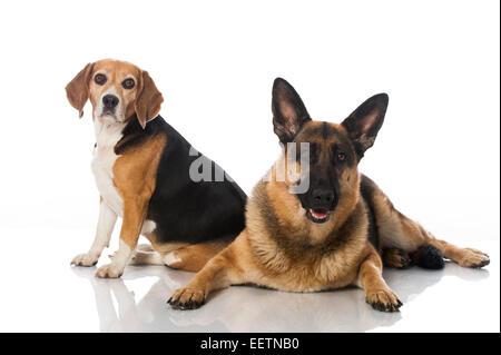 Two dogs isolated on white background Stock Photo