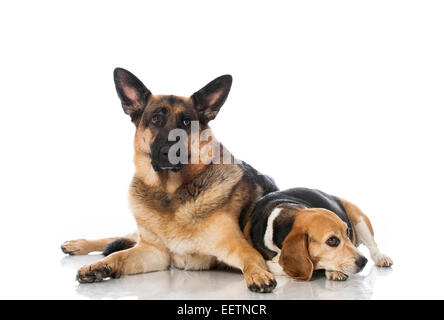 Two dogs isolated on white background Stock Photo