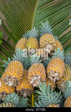 Kingdom of Tonga, Vava'u Islands, Neiafu. Local market, ripe pineapple. Stock Photo