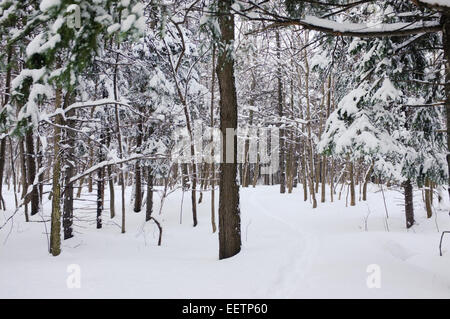 Mont Royal Mountain during winter in Montreal,Quebec. Stock Photo