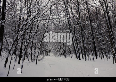 Mont Royal Mountain during winter in Montreal,Quebec. Stock Photo