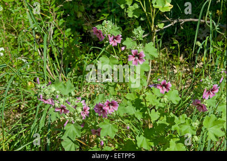 Common mallow, Malva sylvestris, flowering on wasteland in Sorrento, Italy, May Stock Photo