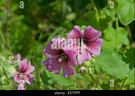 Common mallow, Malva sylvestris, flowering on wasteland in Sorrento, Italy, May Stock Photo