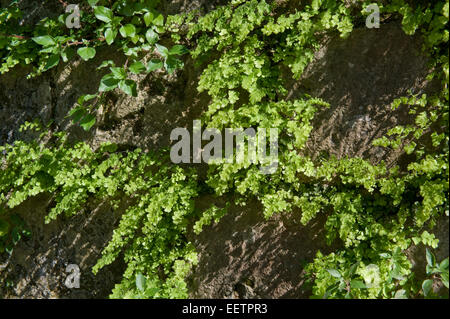 Maidenhair fern, Adiantum capillus-veneris, plants growing in the crevices of an old brick wall arch near Sorrento, Italy, May Stock Photo