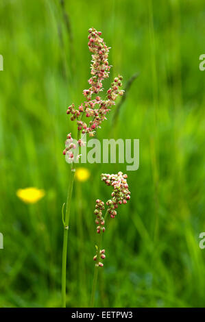 Sheep's sorrel, Rumex acetosella, flower spike from plant in meadow grassland, Berkshire, June Stock Photo