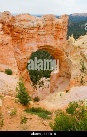 View of hoodoos & other limestone rock formations from Natural Bridge area at Bryce Canyon National Park, Utah, USA in July Stock Photo