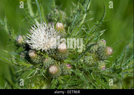 Bold marsh thistle or European swamp thistle, Cirsium palustre, white flowering plants in a downland meadow, Berkshire, June
