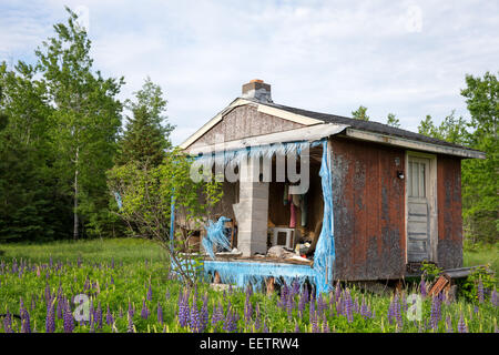 Abandoned 2-room shack decaying in the woods.  Personal items can be seen due to missing front wall. Stock Photo