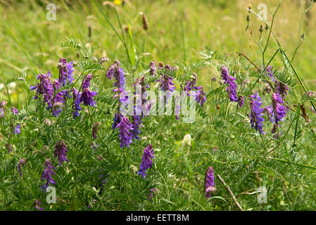 Purple flowers of tufted vetch, Vicia cracca, Berkshire, July Stock Photo