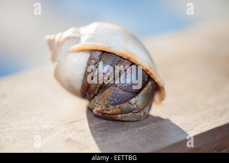 Closeup of a hermit crab in spiral shell on blurred background Stock Photo