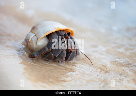 Closeup of a hermit crab in spiral shell on ocean shore Stock Photo