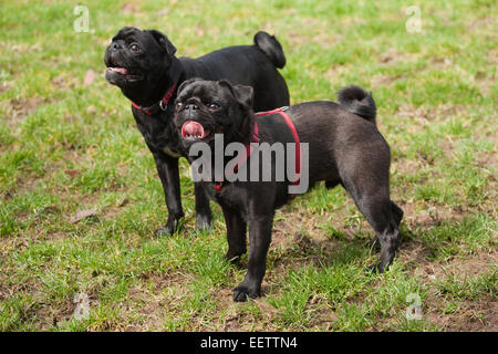 Pugs "smiling" with tongue hanging out from panting after playing in an urban park in Seattle, Washington, USA Stock Photo