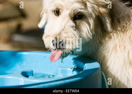 Five month old Goldendoodle puppy drinking outside after active playtime in her backyard in western Washington, USA Stock Photo