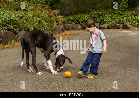 Three year old boy encouraging his six month old Great Dane puppy, Athena, into playing with his football Stock Photo