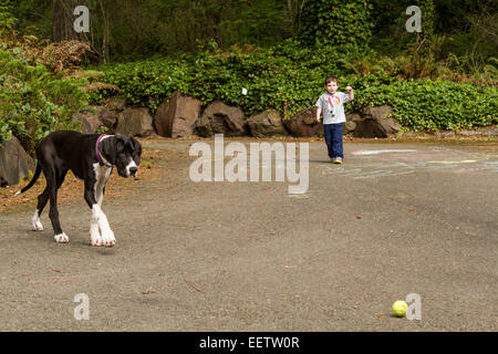 Three year old boy throwing a tennis ball for his six month old Great Dane puppy, Athena, to chase in Issaquah, Washington, USA Stock Photo