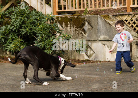 Three year old boy and his six month old Great Dane puppy, Athena, chasing bubbles in Issaquah, Washington, USA Stock Photo