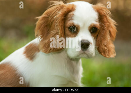 Mandy, a Cavalier King Charles Spaniel 4 month old puppy, sitting outside in Issaquah Washington, USA Stock Photo