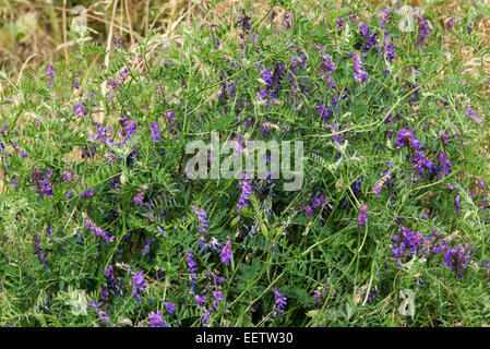 Purple flowers of tufted vetch, Vicia cracca, Berkshire, July Stock Photo