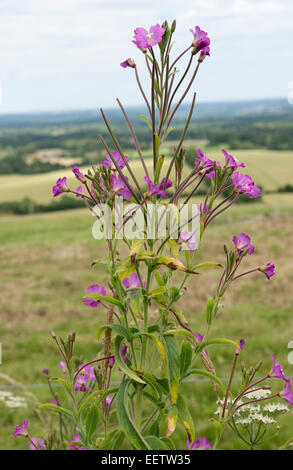 Great willowherb, Epilobium hirsutum, pink purple flowers and seedpods, Berkshire, July Stock Photo