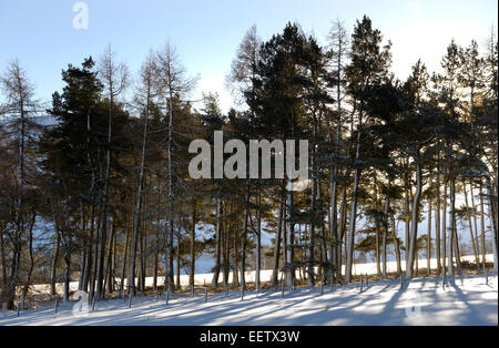 Late winter sun breaks through gaps in the branches of snow covered conifers after heavy overnight snowfall Stock Photo