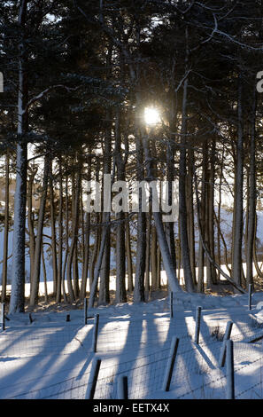 Late winter sun breaks through gaps in the branches of snow covered conifers after heavy overnight snowfall Stock Photo