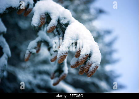 Strange claw like branches and conifer cones after heavy overnight snow showers Stock Photo