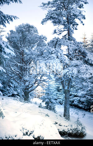 Scots pine trees looking majestic after heavy overnight snow showers Stock Photo
