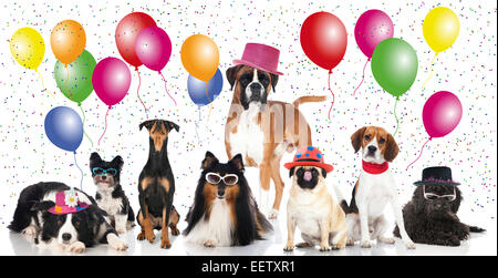 Many dogs isolated on white with hats, balloons and confetti Stock Photo