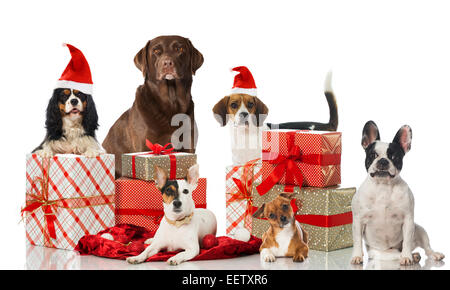 Christmas dogs with gifts isolated on white Stock Photo