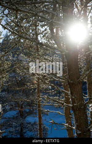 Sun breaks through the branches of snow covered pine trees at the edge of a plantation in remote scotland Stock Photo