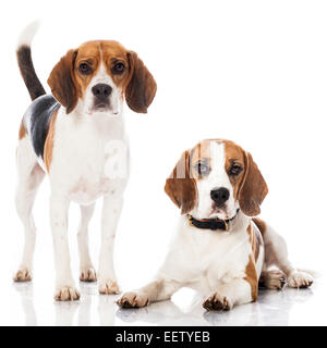 Two beagle dogs isolated on white Stock Photo