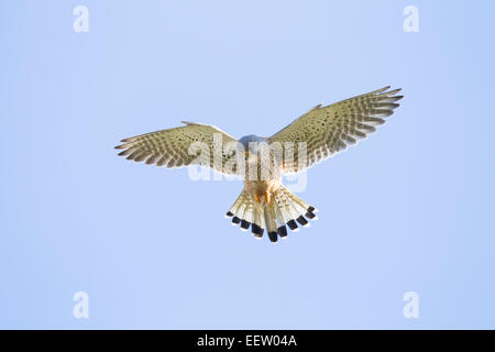 Single adult male Common Kestrel Falco tinnunculus hovering against blue sky with wings and tail outstretched Stock Photo