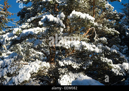 Snow glistens in the sunlight as trees are transformed overnight Stock Photo