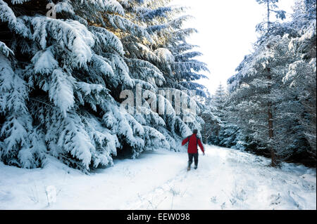 A lone walker treks along a snow filled path through a pine plantation after an overnight snow shower Stock Photo