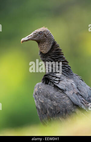 American Black Vulture (Coragyps atratus atratus) standing alert at Boca Tapada, Costa Rica, December, 2013. Stock Photo