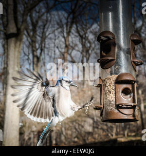 Blue Jay in Mid Air Landing on Bird Feeder with Spread WIngs Stock Photo