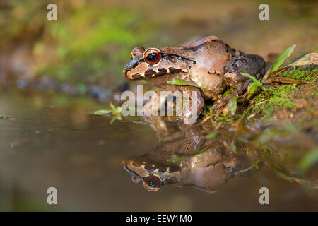 Young Smoky Jungle Frog Leptodactylus pentadactylus sitting next to pool near Boca Tapada, Costa Rica, February, 2014. Stock Photo