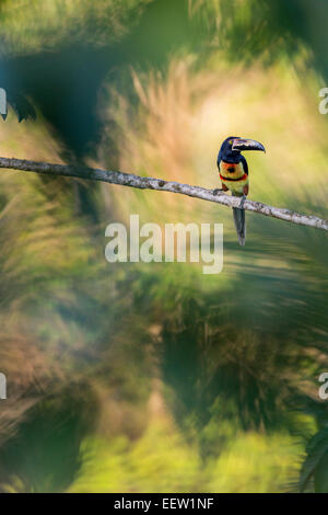 Collared Aracari Pteroglossus torquatus perched on branch at Boca Tapada, Costa Rica, January, 2014. Stock Photo