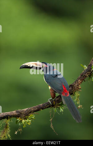 Collared Aracari Pteroglossus torquatus perched on mossy branch at Boca Tapada, Costa Rica, February, 2014. Stock Photo