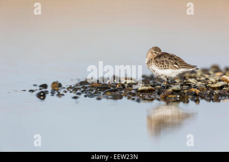 Reflection of single Dunlin (Calidris alpina) at roost on pebbles in Salthouse, Norfolk, September, 2013. Stock Photo