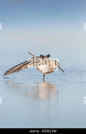 Dunlin Calidris alpina wing stretching in shallow water clear background at Salthouse, Norfolk, September, 2013. Stock Photo