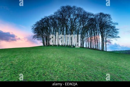 A small copse of Beech trees on a hill near Lifton on the Devon and Cornwall border Stock Photo