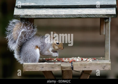 Grey gray Squirrel rodent (Sciurus carolinensis) eating peanuts from a garden bird table feeder Stock Photo